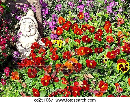 Pansies (Viola sp. ) and Stock (Matthiola sp. ) View Large Photo Image Stock Photo - Pansies (Viola sp. ) and Stock (Matthiola sp. ). Fotosearch