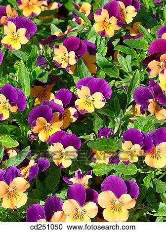 Pansies (Viola sp. ) View Large Photo Image Stock Image - Pansies (Viola sp. ). Fotosearch