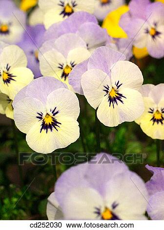 Pansies (Viola sp. ) View Large Photo Image Stock Image - Pansies (Viola sp. ). Fotosearch