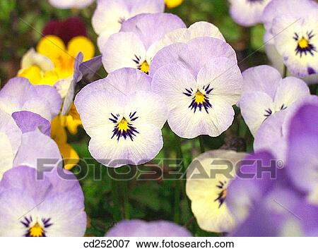 Pansies (Viola sp. ) View Large Photo Image Stock Photo - Pansies (Viola sp. ). Fotosearch