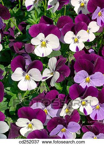 Pansies (Viola sp. ) View Large Photo Image Stock Photo - Pansies (Viola sp. ). Fotosearch