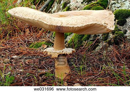 Parasol Mushroom (Macrolepiota procera) View Large Photo Image Stock Photograph - Parasol Mushroom (Macrolepiota procera). Fotosearch