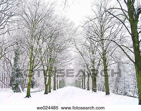 Parc-lane in the snow View Large Photo Image Stock Photography - Parc-lane in the snow. Fotosearch