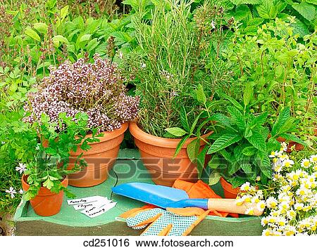 Parsley (Petroselinum sativum), Thyme (Thymus vulgaris), Rosemary (Rosmarinus officinalis), Marjoram (Origanum officinalis), Peppermint (Mentha sp. ), Lemon Balm (Melissa officinalis), Camomile (Matricaria chamomilla) and Sage (Salvia officinalis) View Large Photo Image Stock Photograph - Parsley (Petroselinum sativum), Thyme (Thymus vulgaris), Rosemary (Rosmarinus officinalis), Marjoram (Origanum officinalis), Peppermint (Mentha sp. ), Lemon Balm (Melissa officinalis), Camomile (Matricaria chamomilla) and Sage (Salvia officinalis). Fotosearch