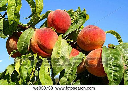 Peaches View Large Photo Image Stock Photo - Peaches. Fotosearch
