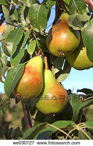Stock Photo - Pears. Fotosearch