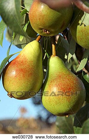 Pears View Large Photo Image Stock Photo - Pears. Fotosearch