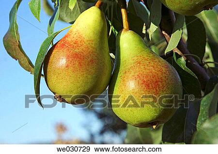 Pears View Large Photo Image Stock Photo - Pears. Fotosearch