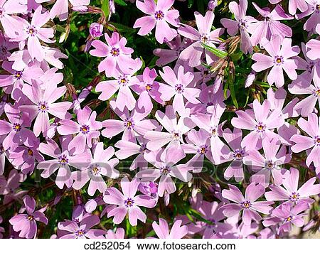 Picture - Phlox (Phlox sp. ). Fotosearch