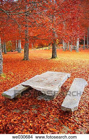 Picnic area in beechwood. Pyrenees Mountains region, Alta Ribagor? a. Catalonia, Spain View Large Photo Image Picture - Picnic area in beechwood. Pyrenees Mountains region, Alta Ribagor? a. Catalonia, Spain. Fotosearch