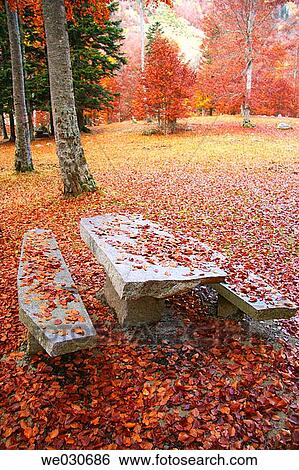 Picnic area in beechwood. Pyrenees Mountains region, Alta Ribagor? a. Catalonia, Spain View Large Photo Image Stock Photograph - Picnic area in beechwood. Pyrenees Mountains region, Alta Ribagor? a. Catalonia, Spain. Fotosearch
