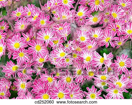 Pink daisies (Chrysanthemum hybr. ) View Large Photo Image Stock Image - Pink daisies (Chrysanthemum hybr. ). Fotosearch