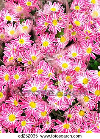 Pink daisies (Chrysanthemum hybr. ) View Large Photo Image Stock Photography - Pink daisies (Chrysanthemum hybr. ). Fotosearch