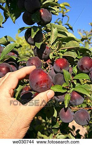 Plums View Large Photo Image Picture - Plums. Fotosearch