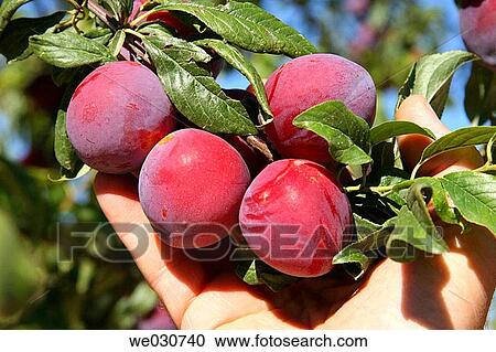 Plums View Large Photo Image Stock Image - Plums. Fotosearch