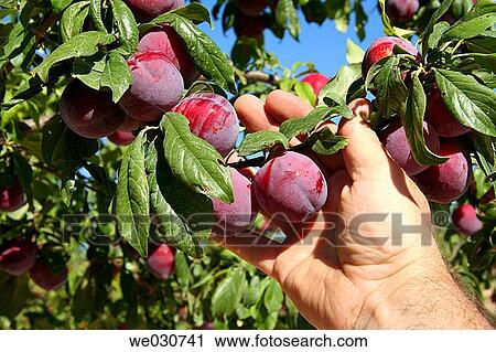 Plums View Large Photo Image Stock Image - Plums. Fotosearch