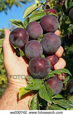 Plums View Large Photo Image Stock Image - Plums. Fotosearch
