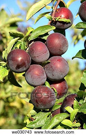 Plums View Large Photo Image Stock Image - Plums. Fotosearch