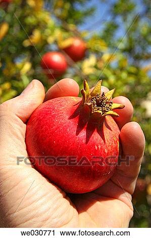 Pomegranate View Large Photo Image Stock Image - Pomegranate. Fotosearch