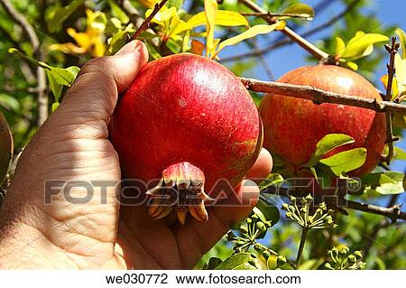 Stock Image - Pomegranate. Fotosearch