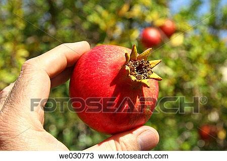 Pomegranate View Large Photo Image Stock Image - Pomegranate. Fotosearch