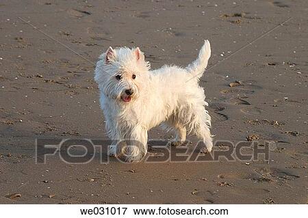 Poodle on beach. El Puerto de Santa Mar? a, Cßdiz province. Andalusia, Spain View Large Photo Image Stock Photo - Poodle on beach. El Puerto de Santa Mar? a, Cßdiz province. Andalusia, Spain. Fotosearch