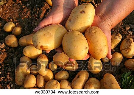 Potatoes View Large Photo Image Picture - Potatoes. Fotosearch