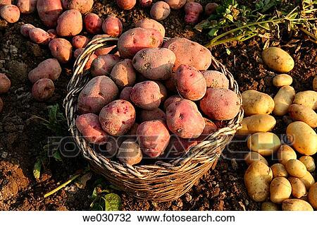Potatoes View Large Photo Image Stock Image - Potatoes. Fotosearch