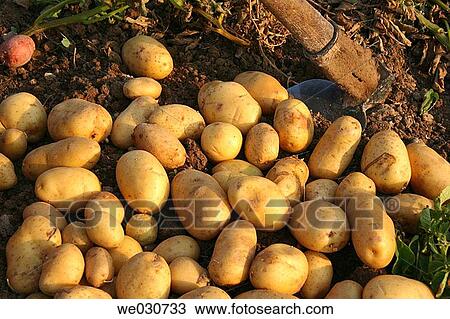 Potatoes View Large Photo Image Stock Image - Potatoes. Fotosearch