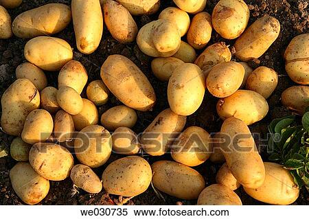 Stock Photography - Potatoes. Fotosearch