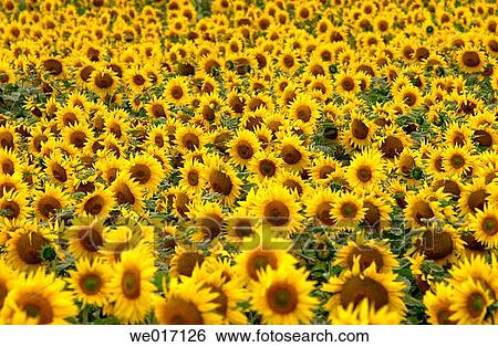 Prairie scene. Manitoba, Canada View Large Photo Image Stock Photograph - Prairie scene. Manitoba, Canada. Fotosearch