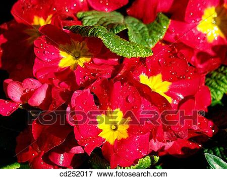 Primrose (Primula sp. ) View Large Photo Image Stock Photo - Primrose (Primula sp. ). Fotosearch