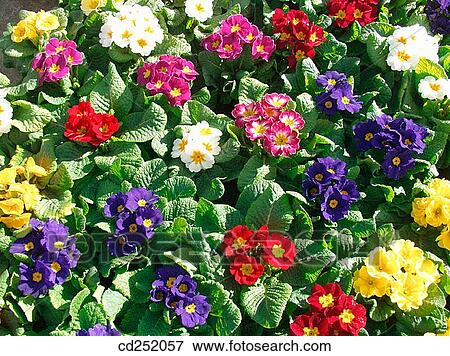 Primroses (Primula sp. ) View Large Photo Image Stock Photo - Primroses (Primula sp. ). Fotosearch