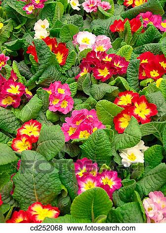 Stock Photo - Primroses (Primula sp. ). Fotosearch