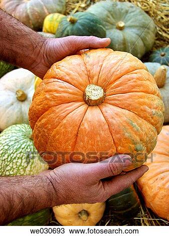 Pumpkin View Large Photo Image Stock Image - Pumpkin. Fotosearch