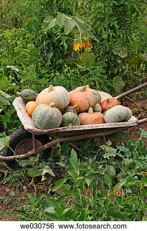 Pumpkins View Large Photo Image Stock Photograph - Pumpkins. Fotosearch