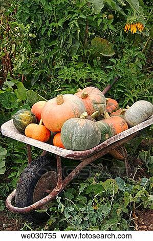 Pumpkins View Large Photo Image Stock Photography - Pumpkins. Fotosearch