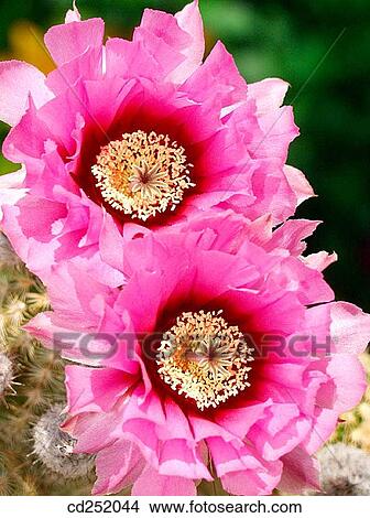 Rainbow Hedgehog (Echinocereus pectinatus) cactus flowers View Large Photo Image Picture - Rainbow Hedgehog (Echinocereus pectinatus) cactus flowers. Fotosearch