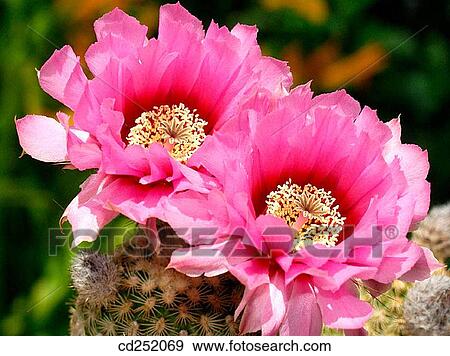 Rainbow Hedgehog (Echinocereus pectinatus) cactus flowers View Large Photo Image Stock Photo - Rainbow Hedgehog (Echinocereus pectinatus) cactus flowers. Fotosearch