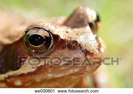 Rana temporaria, Bavarian Forest National Park, Lower Bavaria, Germany View Large Photo Image Stock Image - Rana temporaria, Bavarian Forest National Park, Lower Bavaria, Germany. Fotosearch