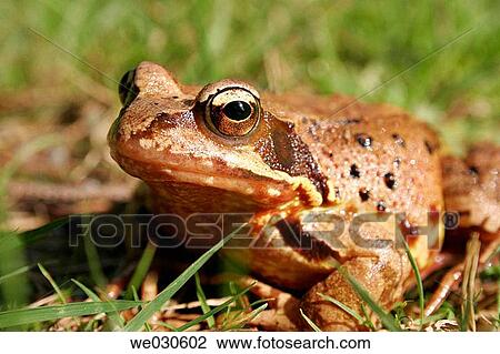 Rana temporaria, Bavarian Forest National Park, Lower Bavaria, Germany View Large Photo Image Stock Image - Rana temporaria, Bavarian Forest National Park, Lower Bavaria, Germany. Fotosearch