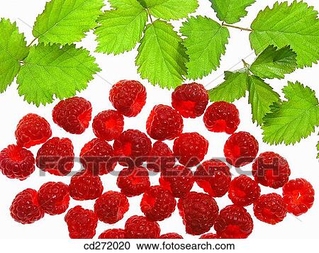 Raspberries View Large Photo Image Stock Image - Raspberries. Fotosearch
