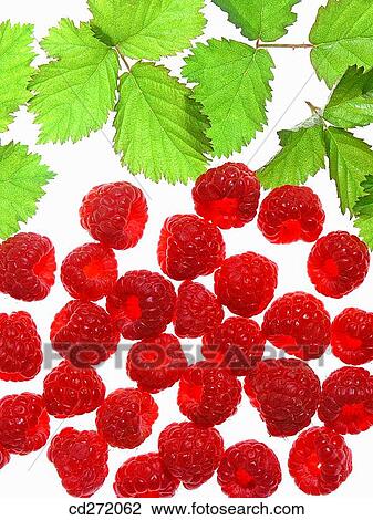 Raspberries View Large Photo Image Stock Image - Raspberries. Fotosearch