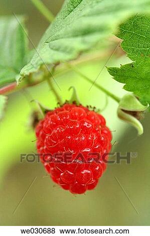 Raspberry (Rubus sp. ) View Large Photo Image Stock Photo - Raspberry (Rubus sp. ). Fotosearch