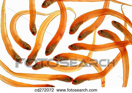 Red bandfish View Large Photo Image Stock Image - Red bandfish. Fotosearch
