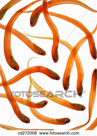 Red bandfish View Large Photo Image Stock Photo - Red bandfish. Fotosearch