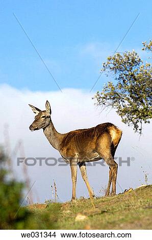 Red Deer (Cervus elaphus). Sierra de Hornachuelos Natural park, C? rdoba province, Andalusia, Spain View Large Photo Image Picture - Red Deer (Cervus elaphus). Sierra de Hornachuelos Natural park, C? rdoba province, Andalusia, Spain. Fotosearch