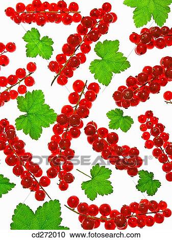 Redcurrants View Large Photo Image Stock Image - Redcurrants. Fotosearch