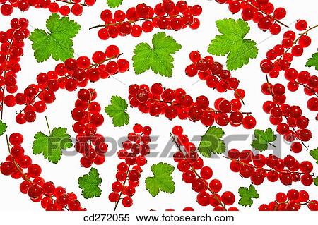 Redcurrants View Large Photo Image Stock Photography - Redcurrants. Fotosearch