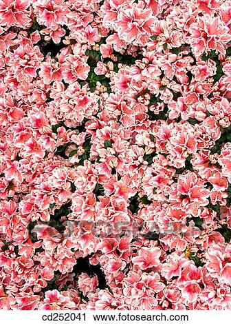 Stock Image - Rhododendron (Rhododendron hybr. ). Fotosearch